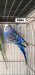 Budgerigar